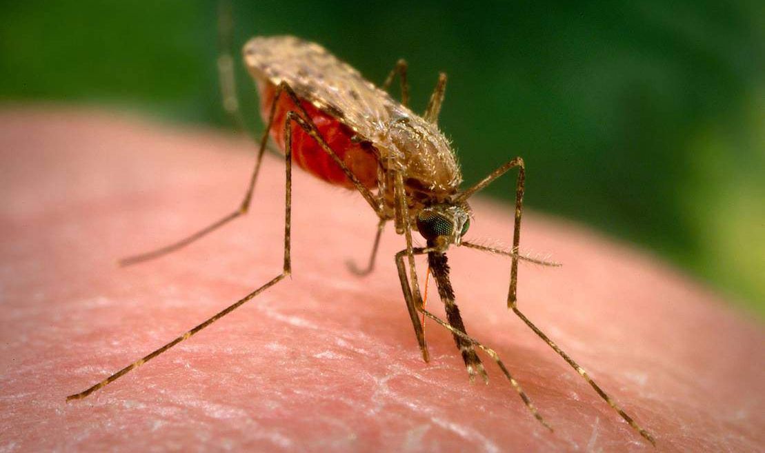 Malaria vaksine bestått kliniske studier