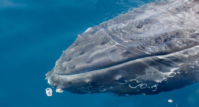 Perché le balene sono grandi? Sembra che la scienza è la risposta