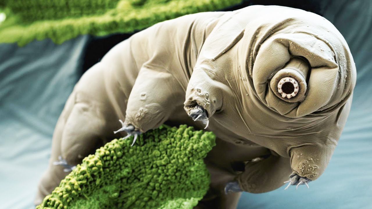 Les tardigrades peuvent survivre à une chute d'un astéroïde et une explosion de supernova