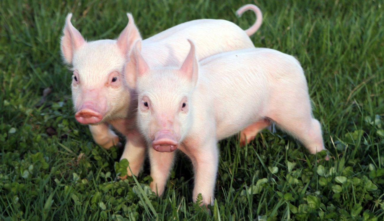 Chinese robot 13 cloned piglets