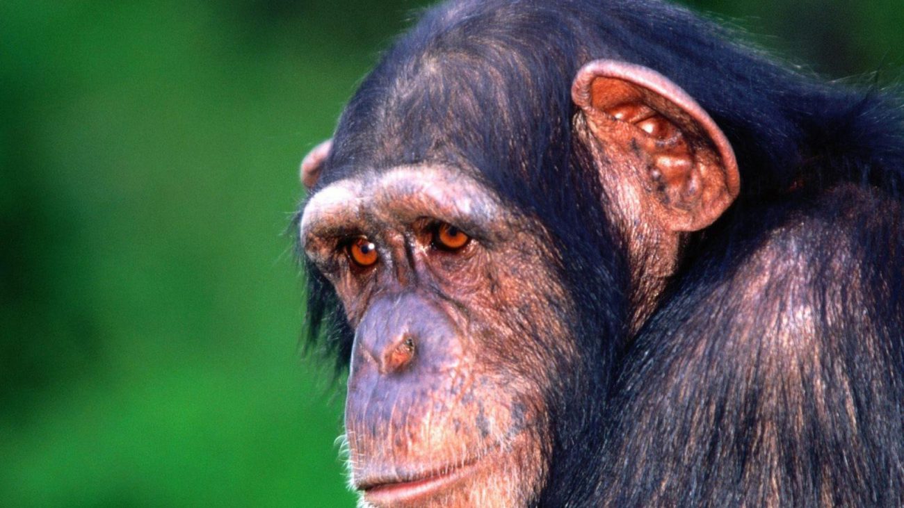 A doença de Alzheimer descobriram que chimpanzés