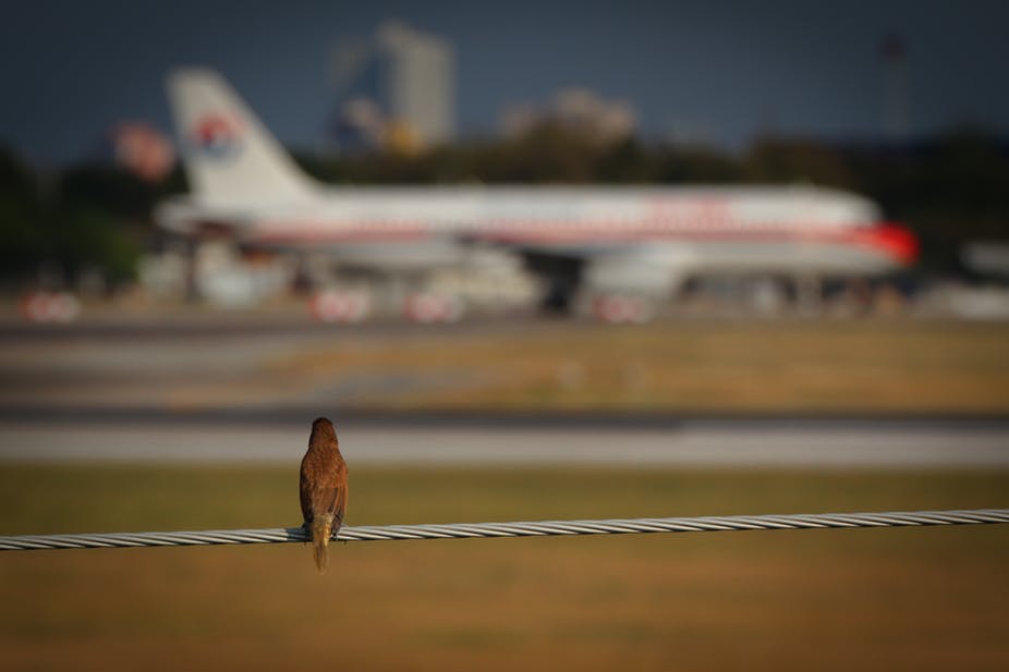 What happens when a bird collides with a plane?