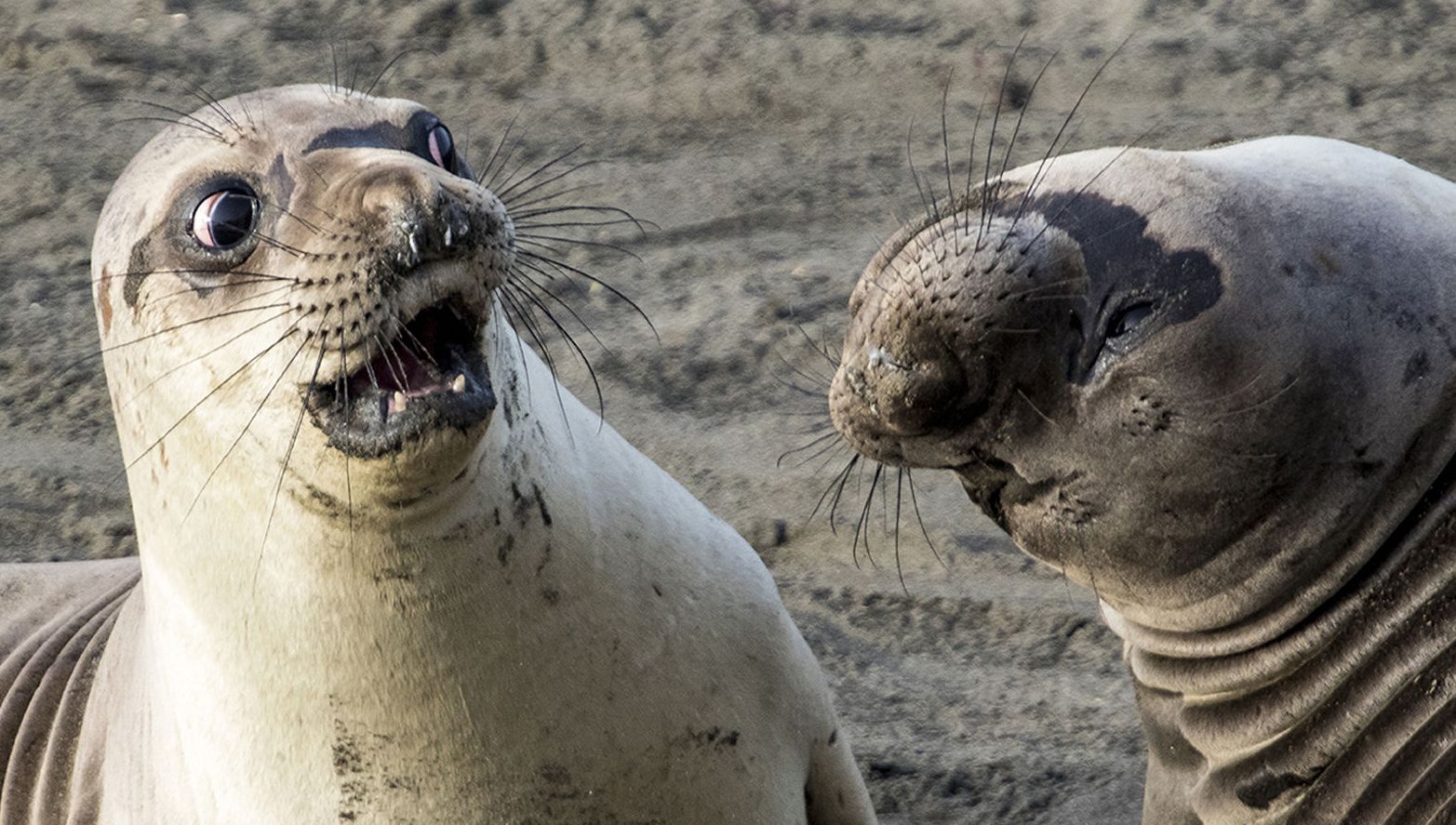 #foto | Trabalho finalistas do concurso de fotografia Comedy Wildlife Photography 2017