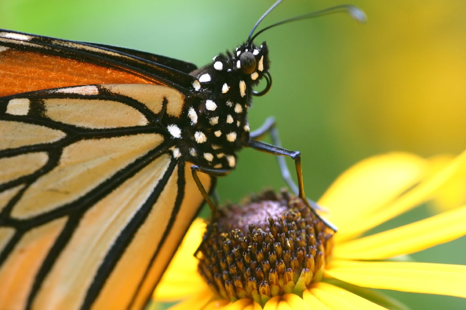 Scientists accidentally found the oldest remains of a butterfly or moth