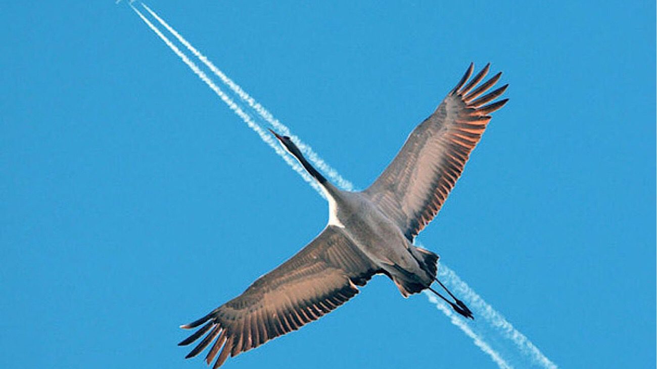 French designers have developed a airplane bird