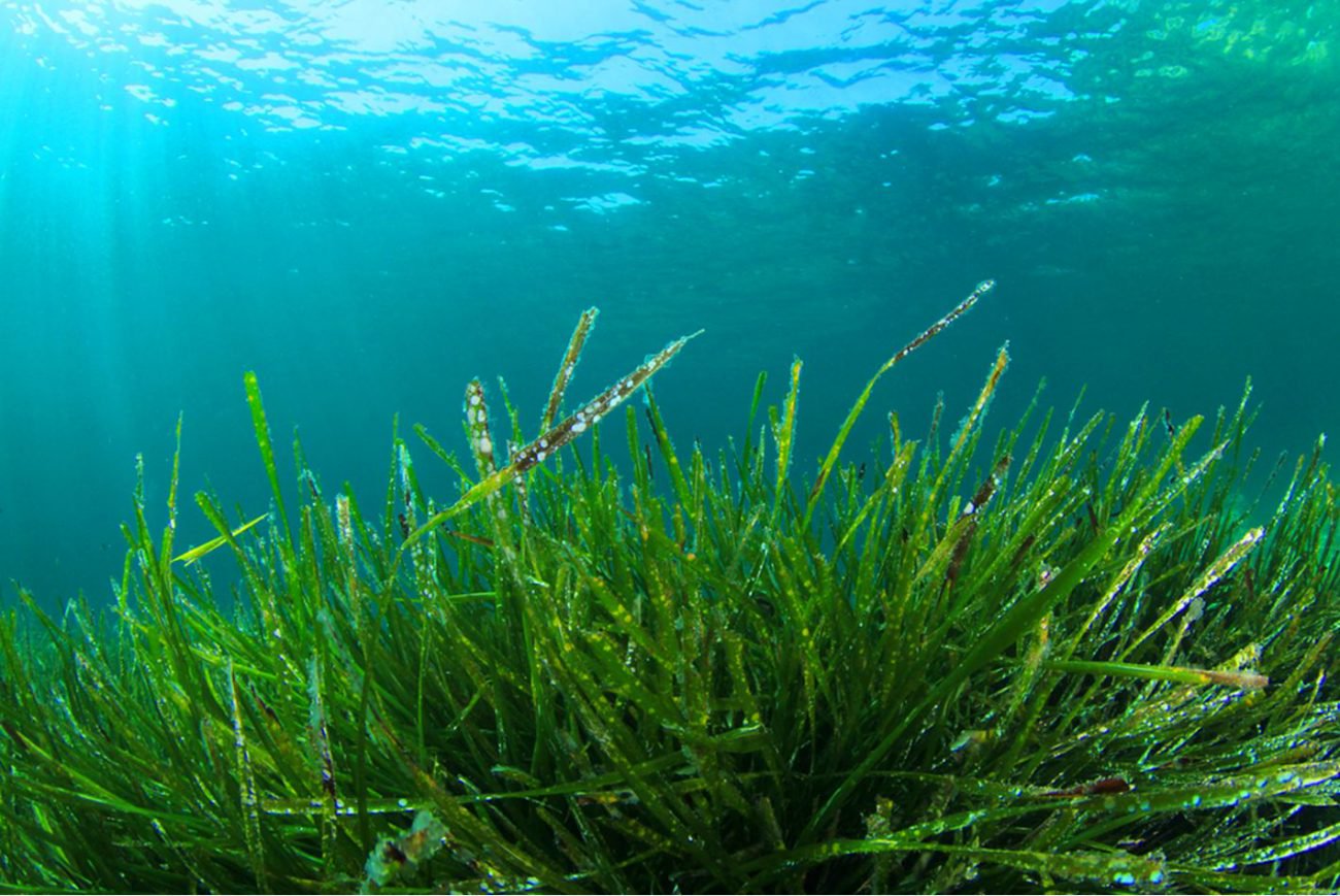 Algae will help people to get rid of the blindness