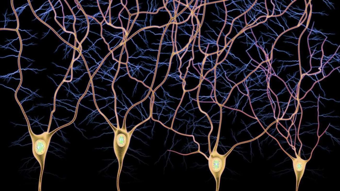 Los jugadores ayudan a los científicos a investigar el cerebro y descubrir nuevos tipos de neuronas