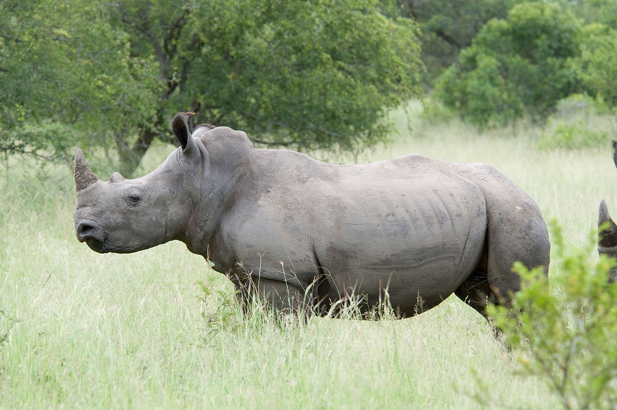 In the laboratory created the first embryo rhinos. They will help to rescue the almost extinct species