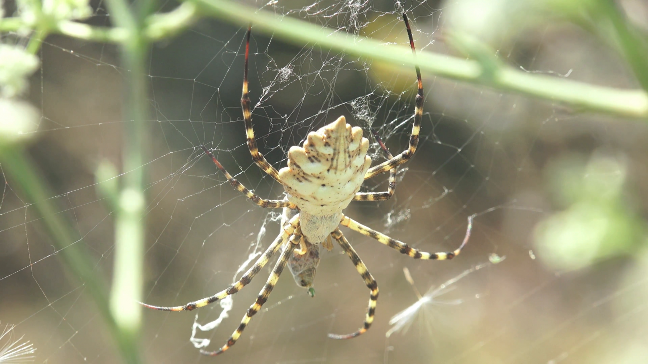 Død af hjerneceller vil stoppe... spider venom