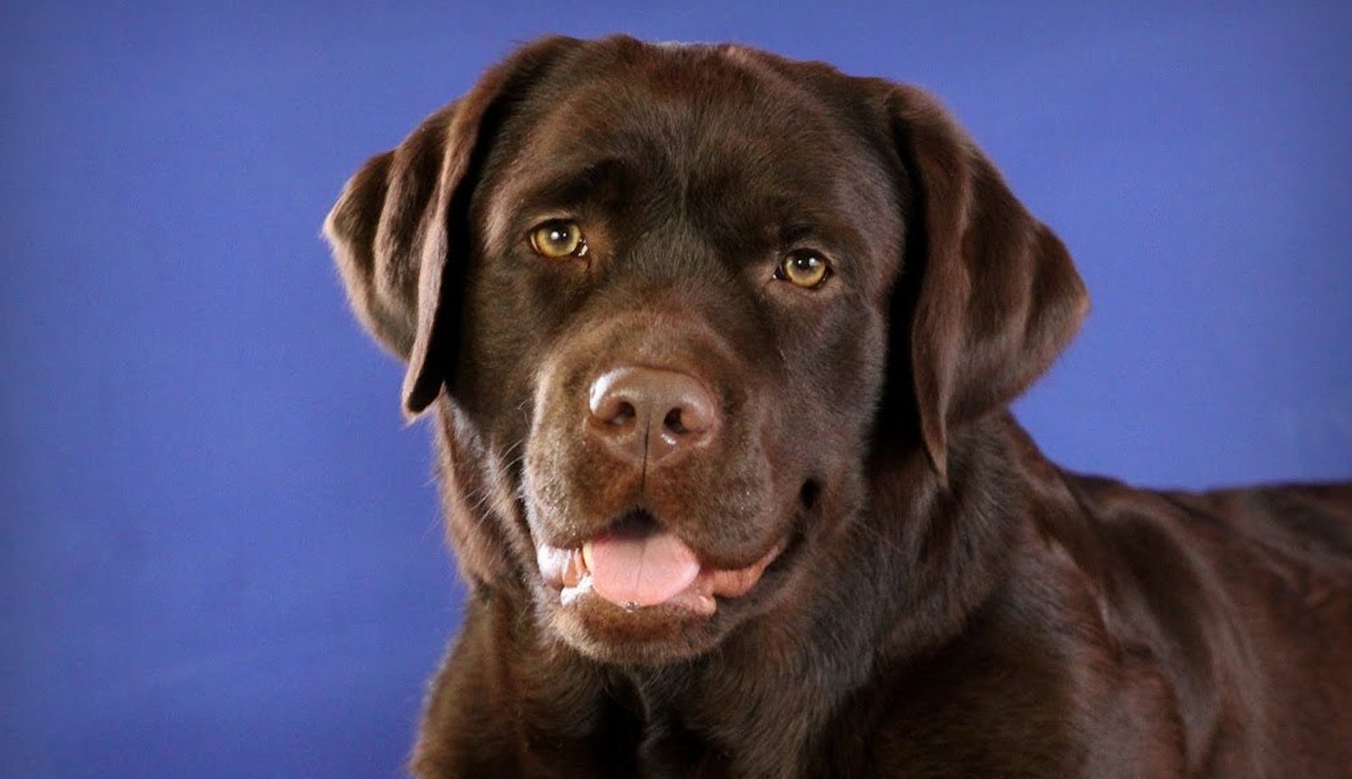 As the coat color of Labrador affects their life expectancy?