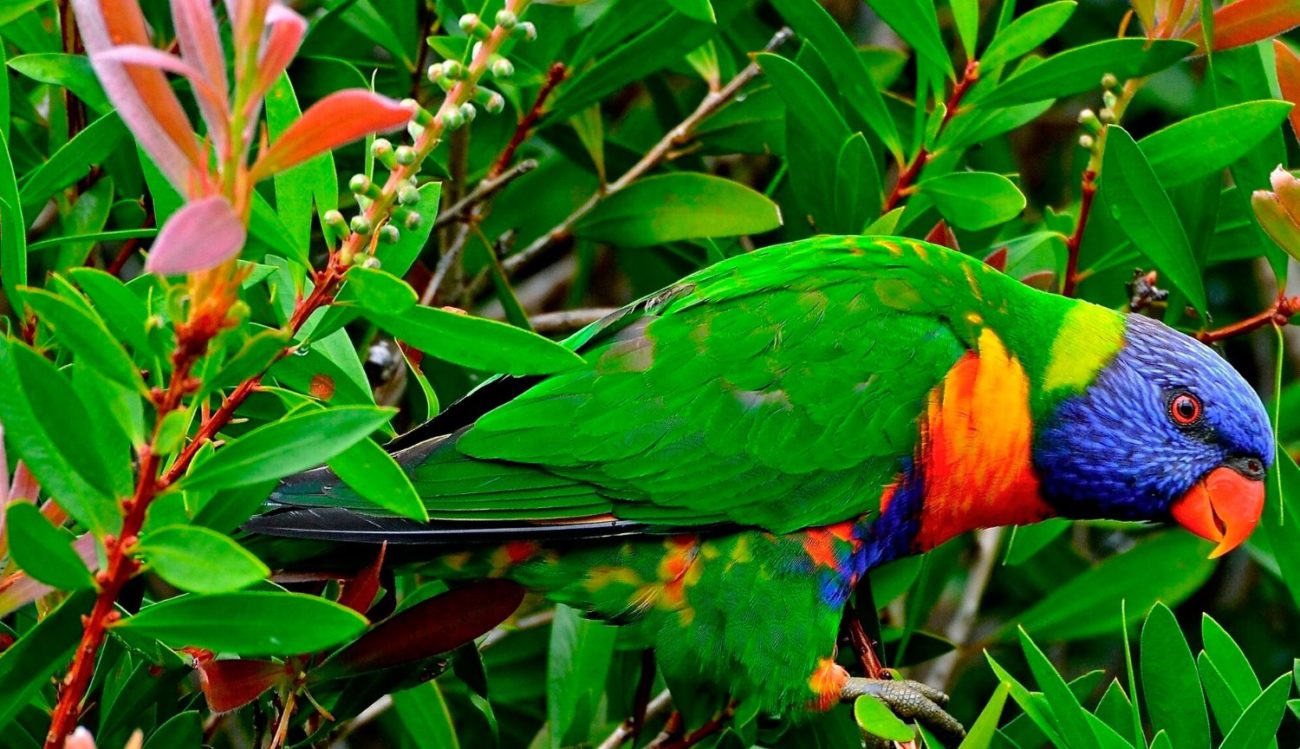 Special camera showed how birds are guided in the trees