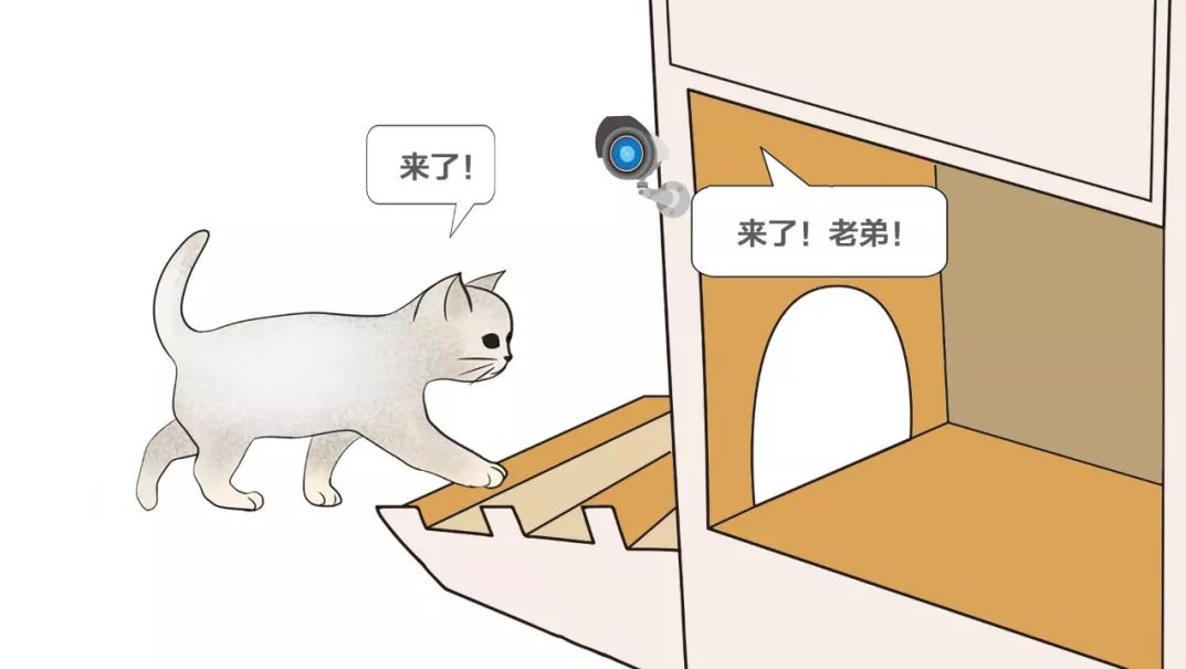 In Cina hanno creato «intelligente» un rifugio per gatti randagi