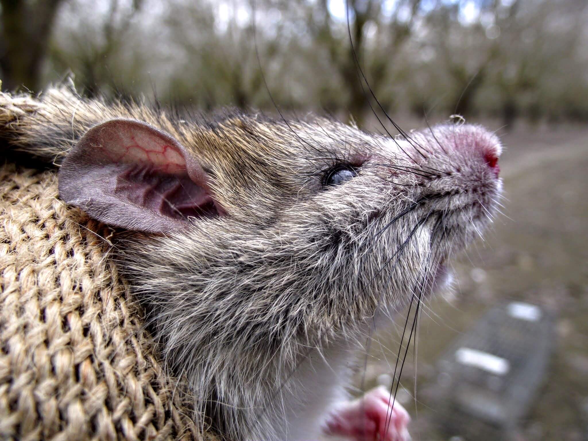 The biggest rat in the world was the size of a dog. They ate people