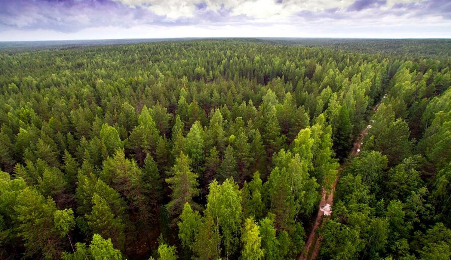 Che sarà, se sulla Terra appare foresta dimensioni di un continente?