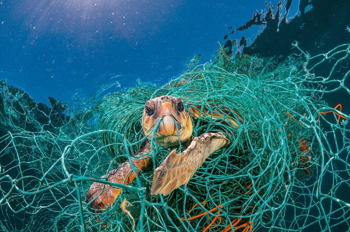 The turtles started to eat the plastic. What to do with it?