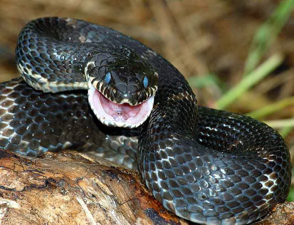 Che sarà con il serpente, se lei ti morde un altro serpente?