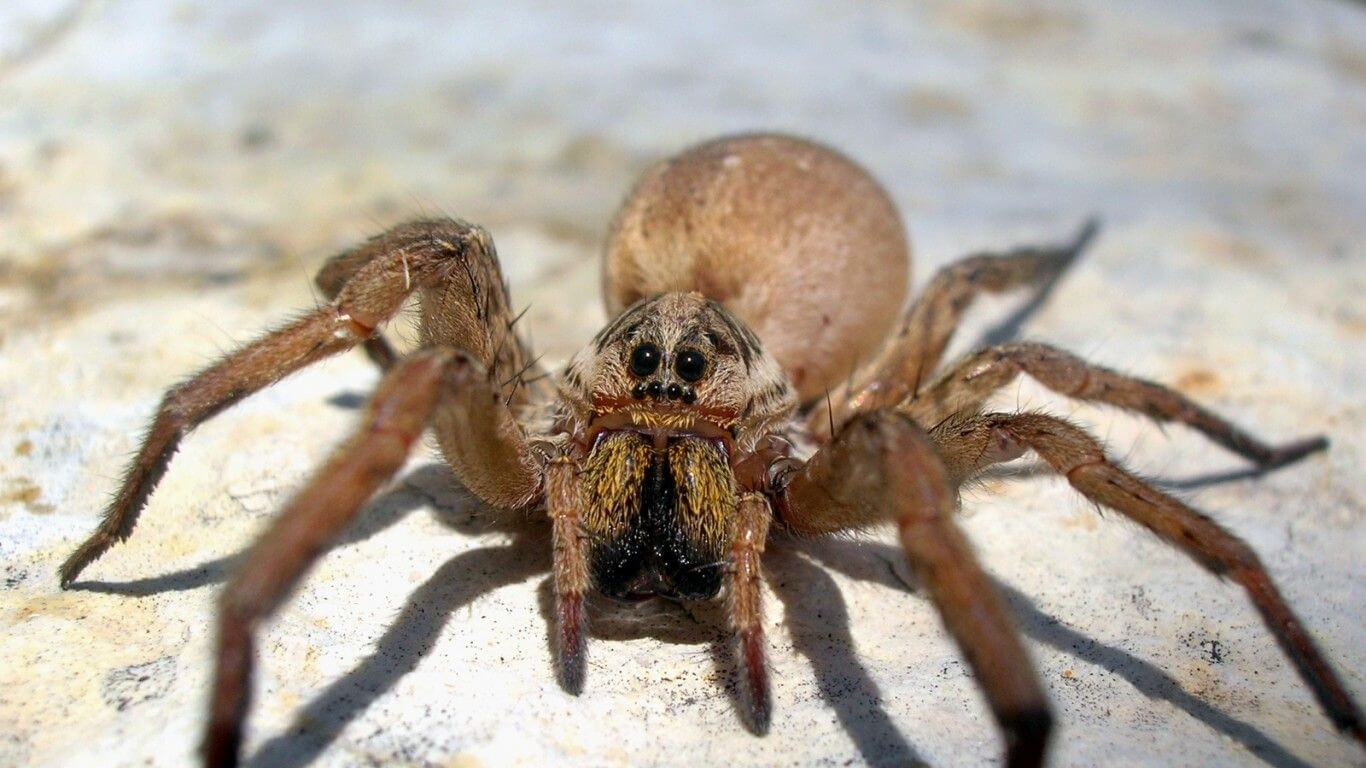 Global warming may angry spiders