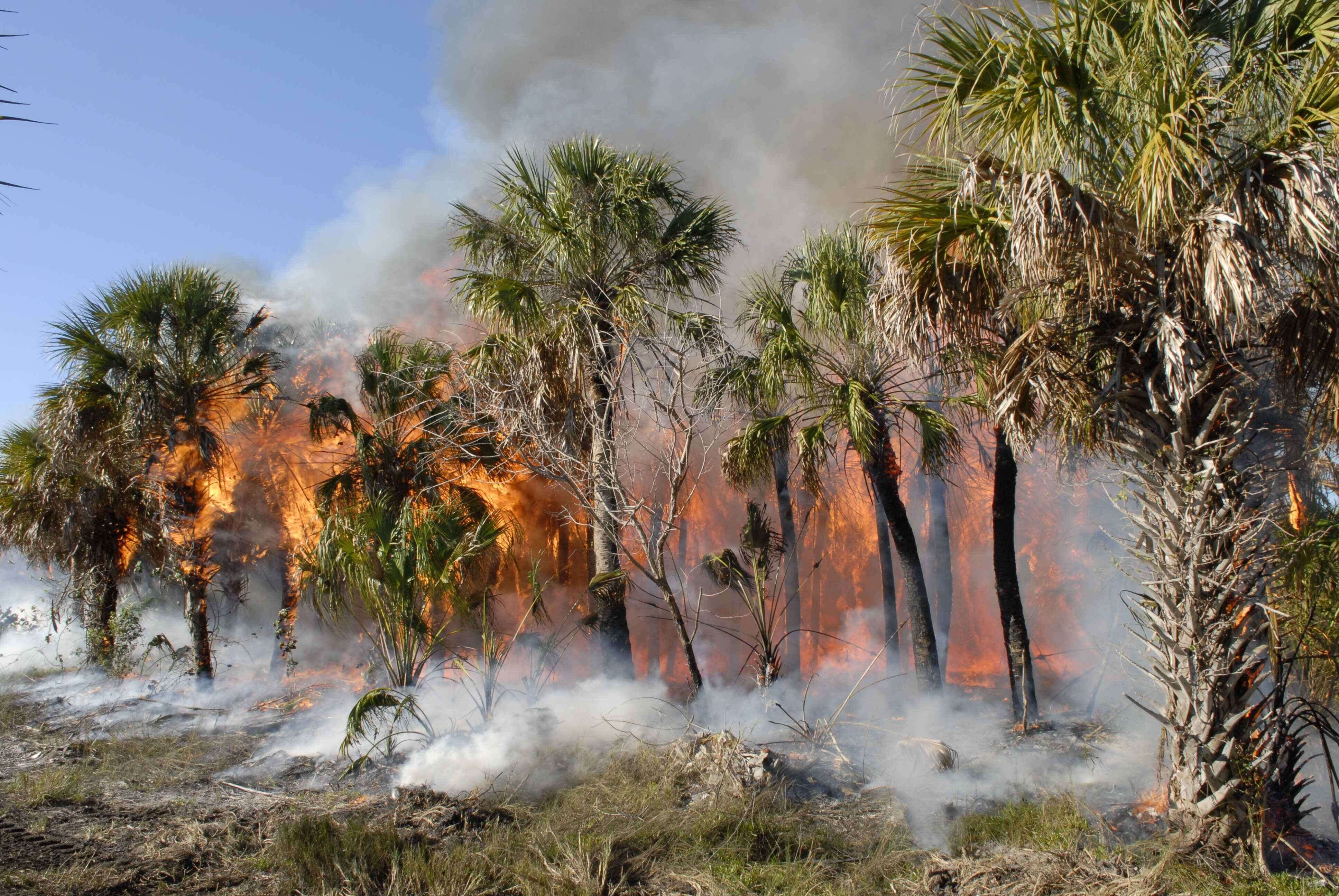 What you need to know about the fire in Brazil?