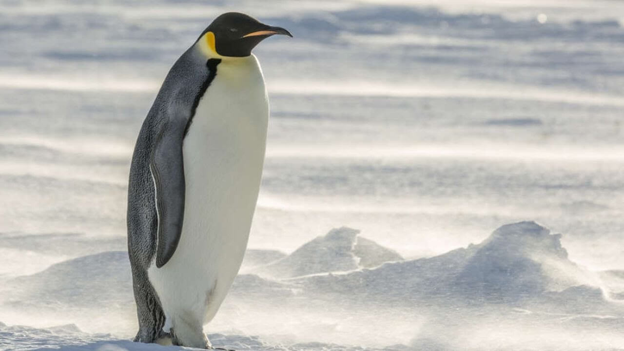 In New Zealand, found the remains of a penguin the size of a man