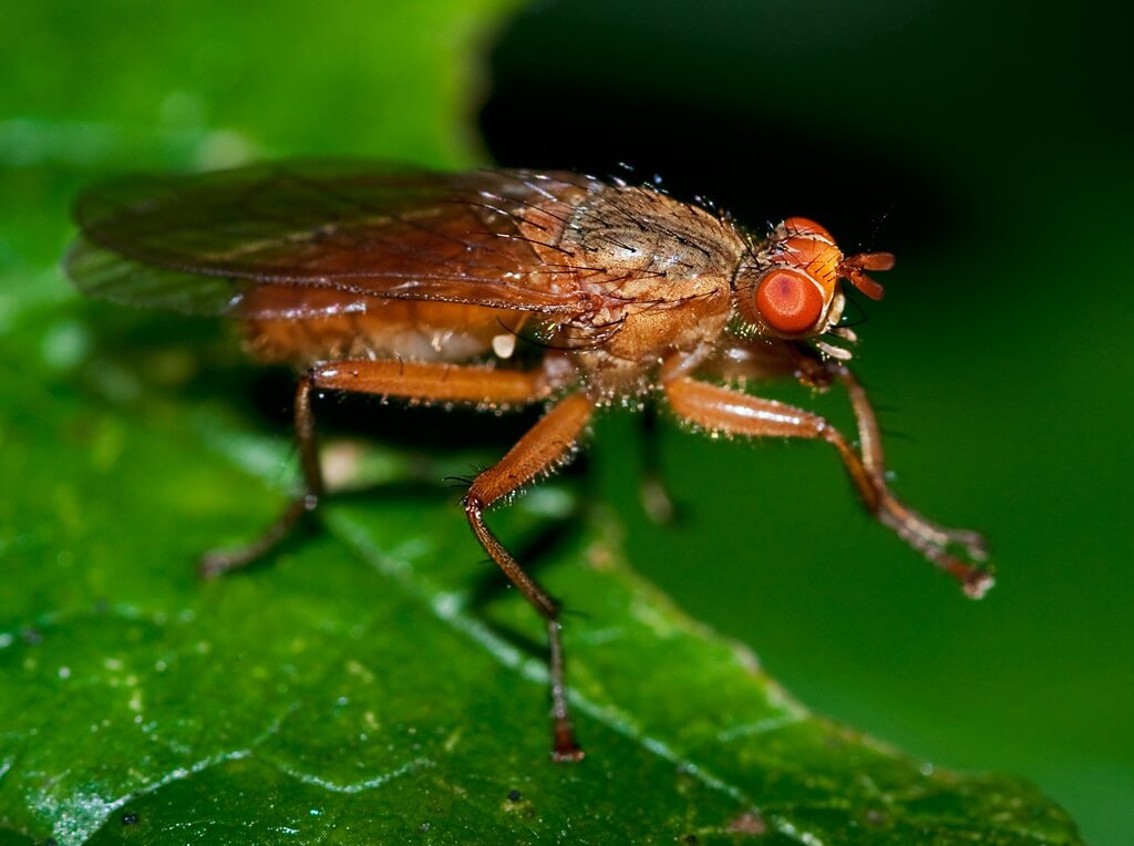 Why flies RUB their legs?