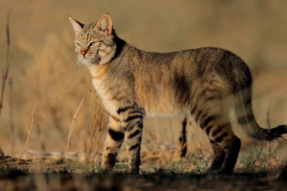 Comment les bactéries gèrent les chats?