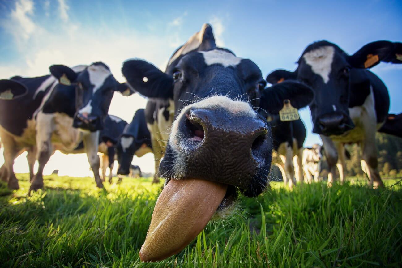 Quando la gente ha cominciato a bere il latte di mucca?