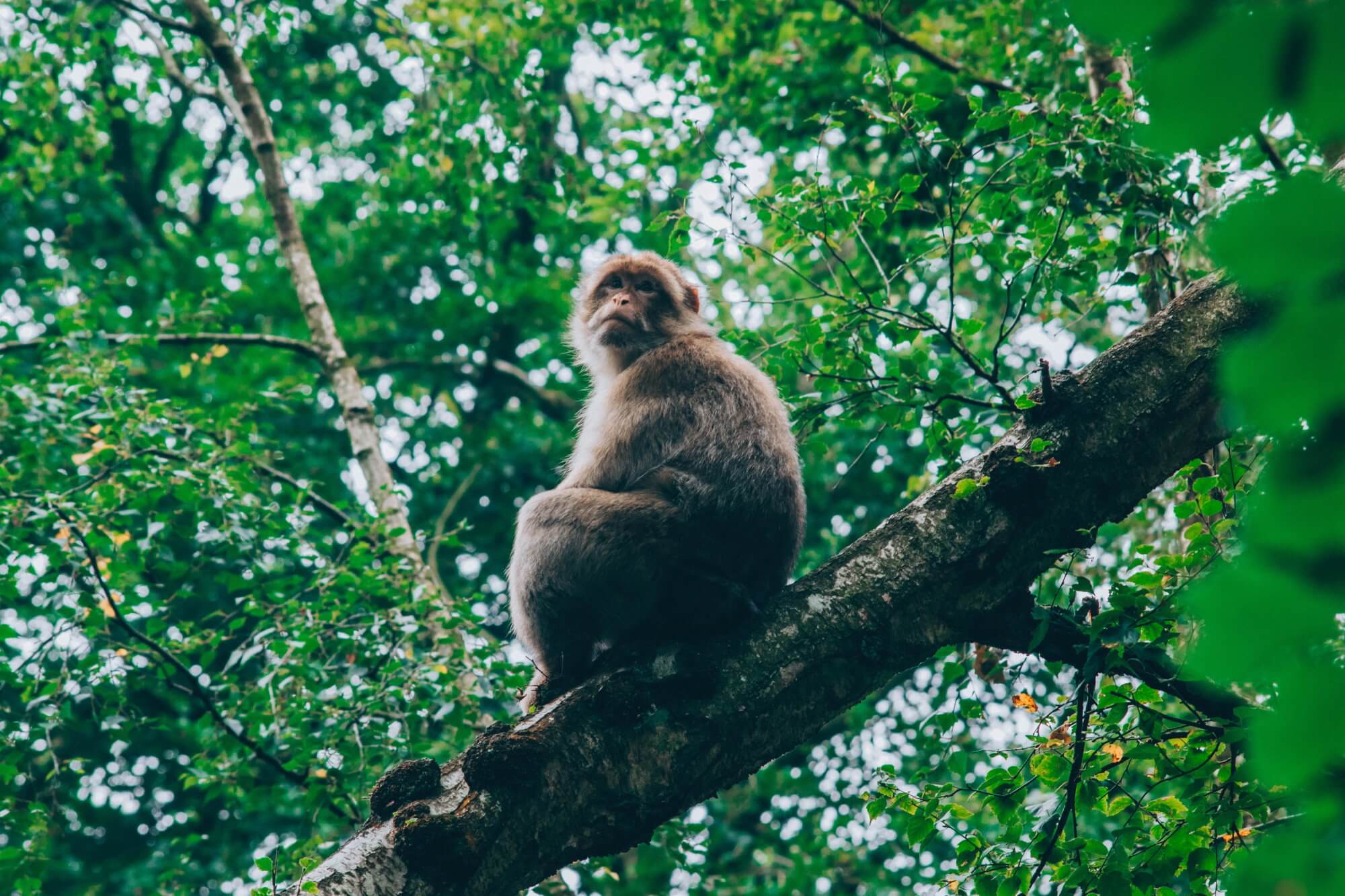 Evidence was found that monkeys are able to eat rats