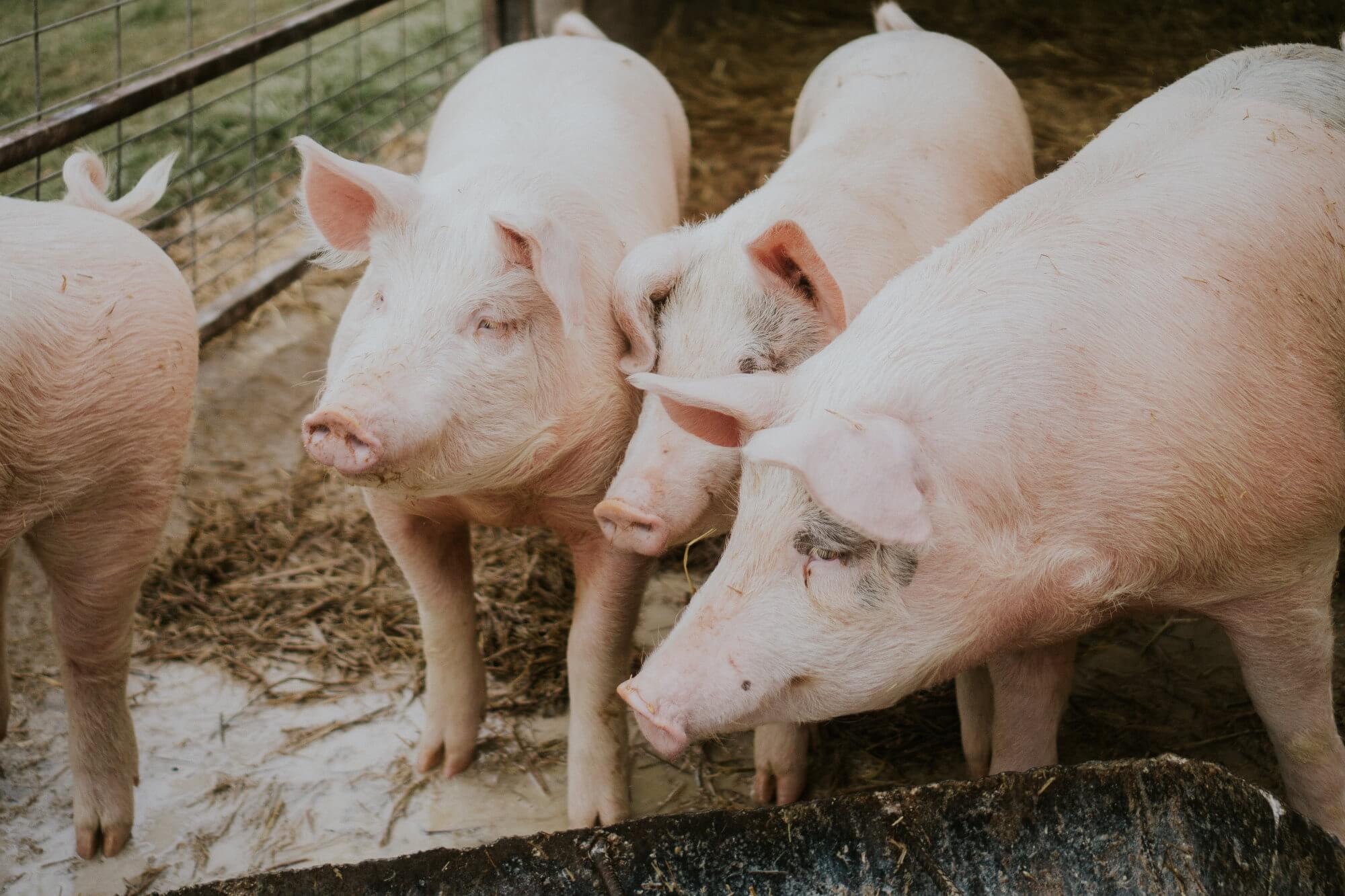 Pourquoi la Chine a commencé à élever des porcs de la taille de l'ours blanc?