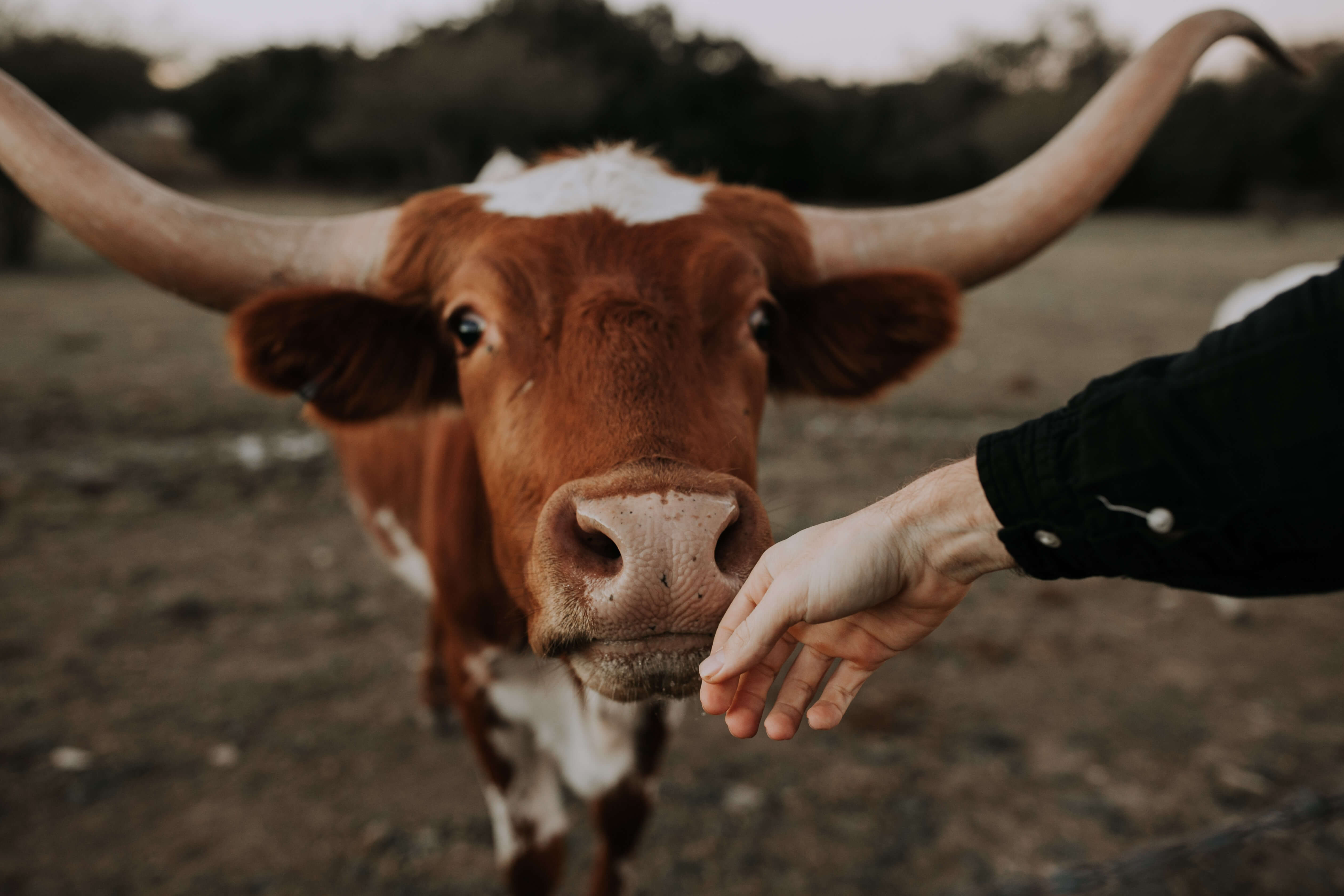 Las vacas se pueden proteger de las moscas, покрасив en el color de la cebra