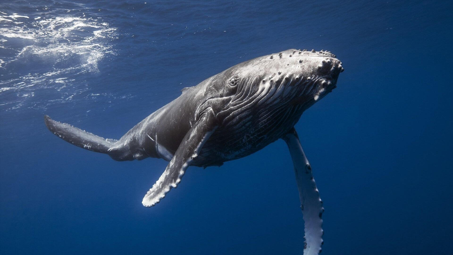 #video | How-whales prey on fish by using traps?