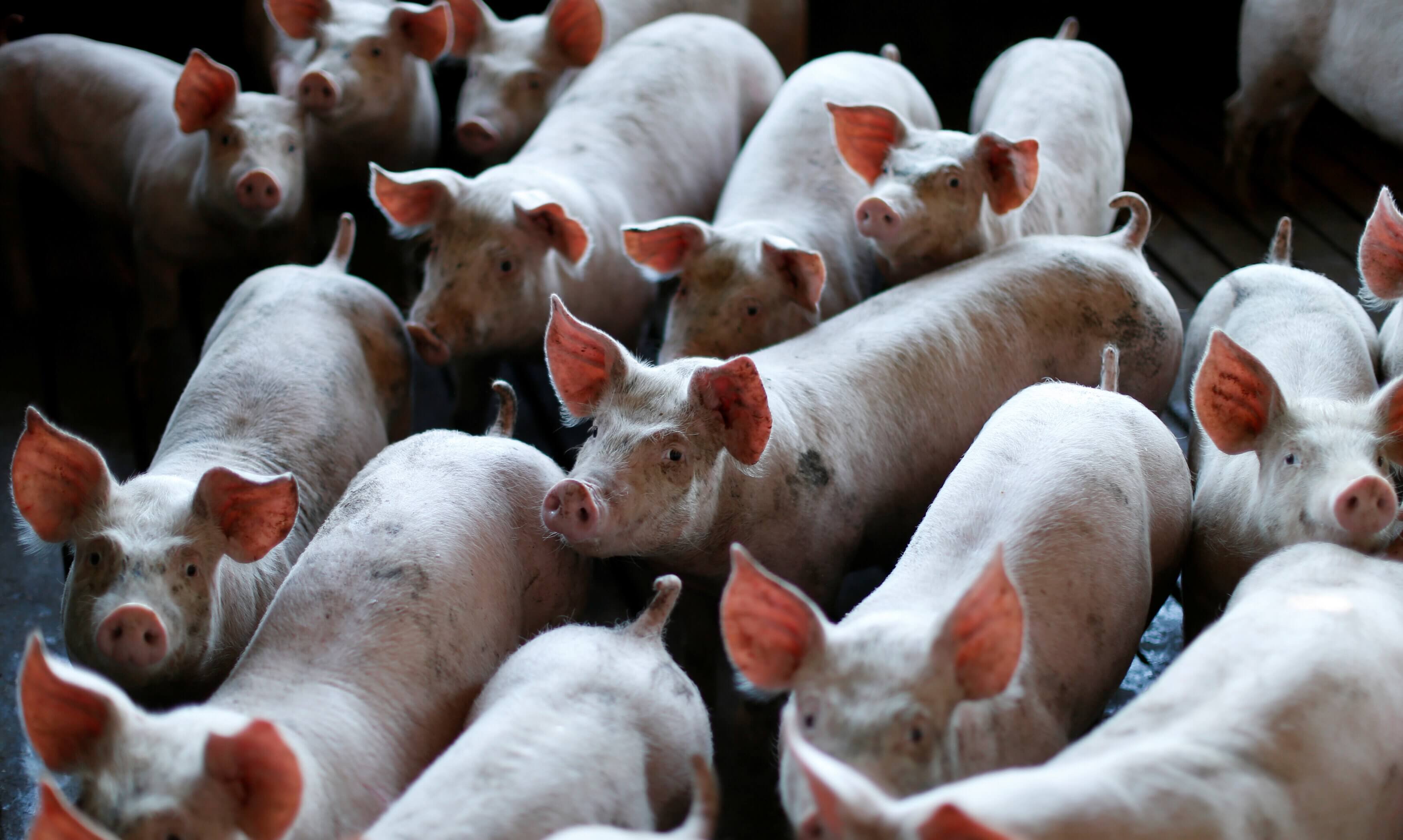 Restored brain activity in 32 dead pigs