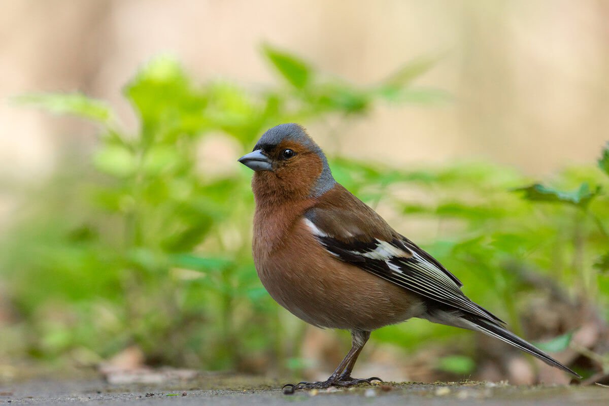 Las aves implantado extraños recuerdos