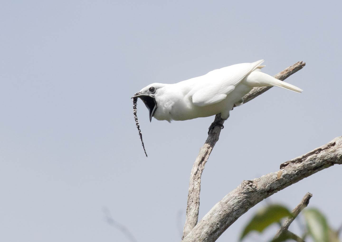 #video | Scientists recorded the singing of the loudest birds in the world