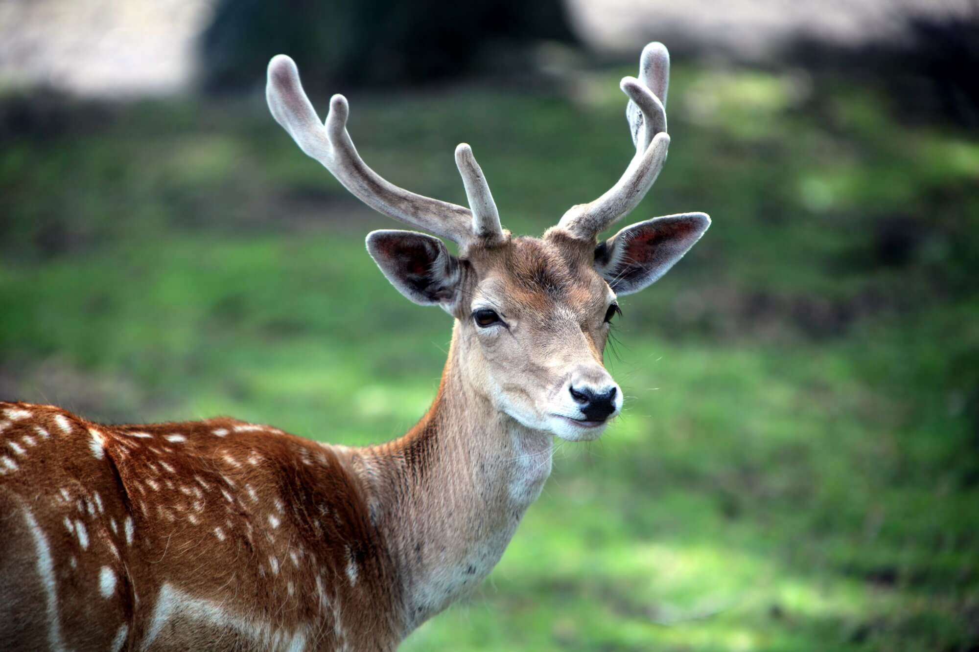 Can zombie deer disease dangerous to humans?