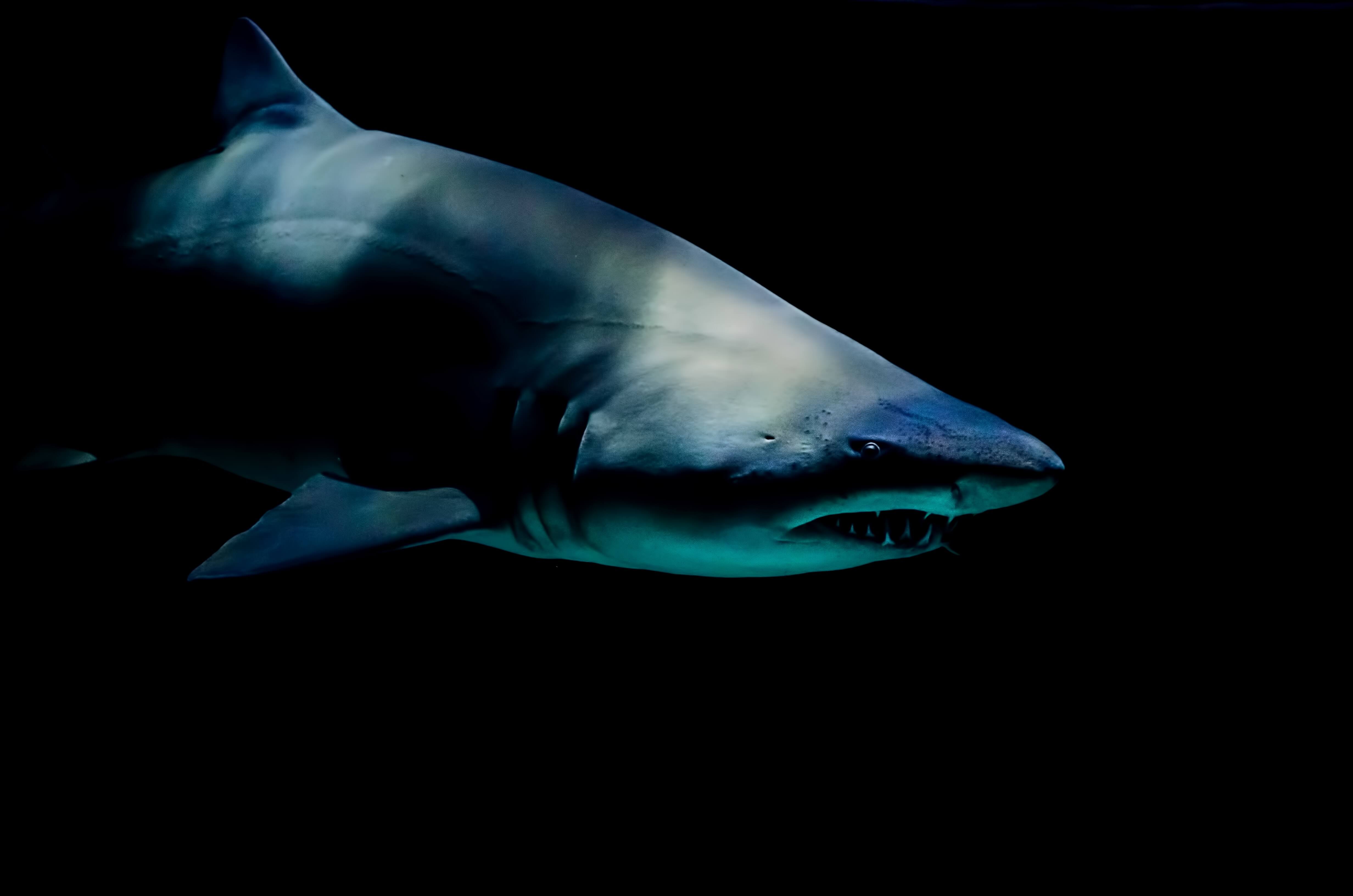 In Mexico found the teeth of the worst sharks in the history