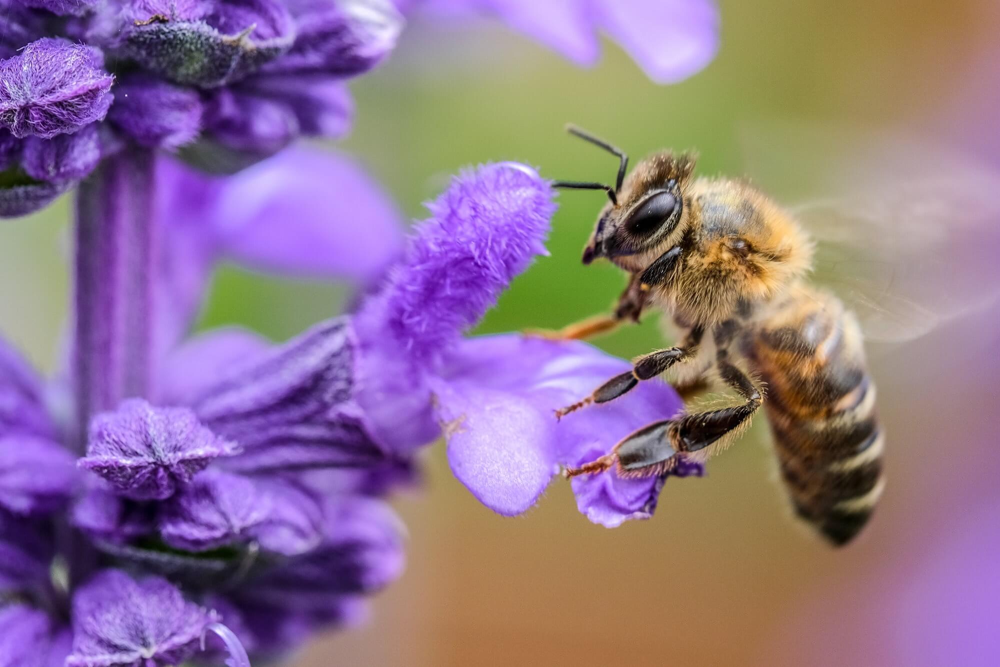 How power lines affect the behavior of bees?