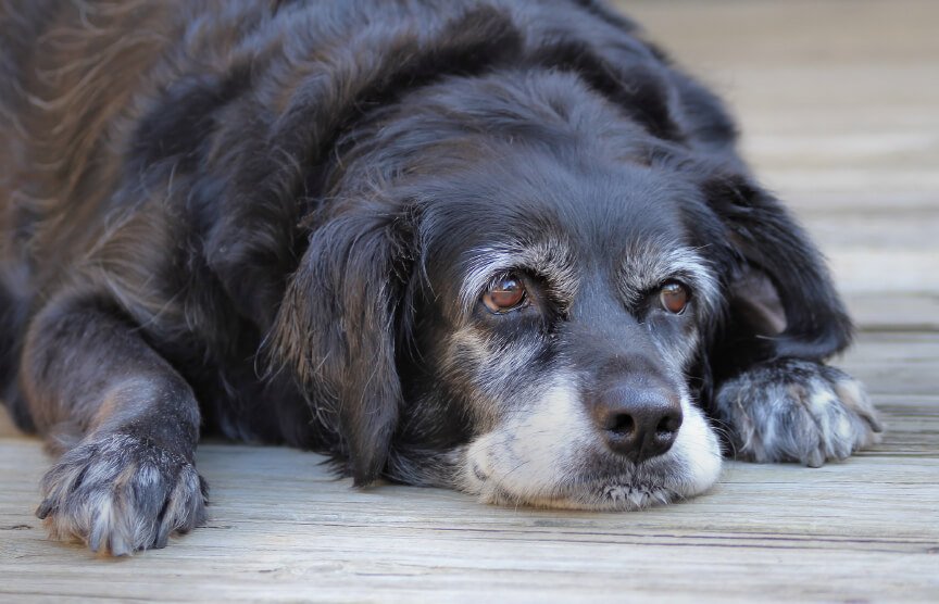 Comment déterminer l'âge de votre chien dans l'équivalent?