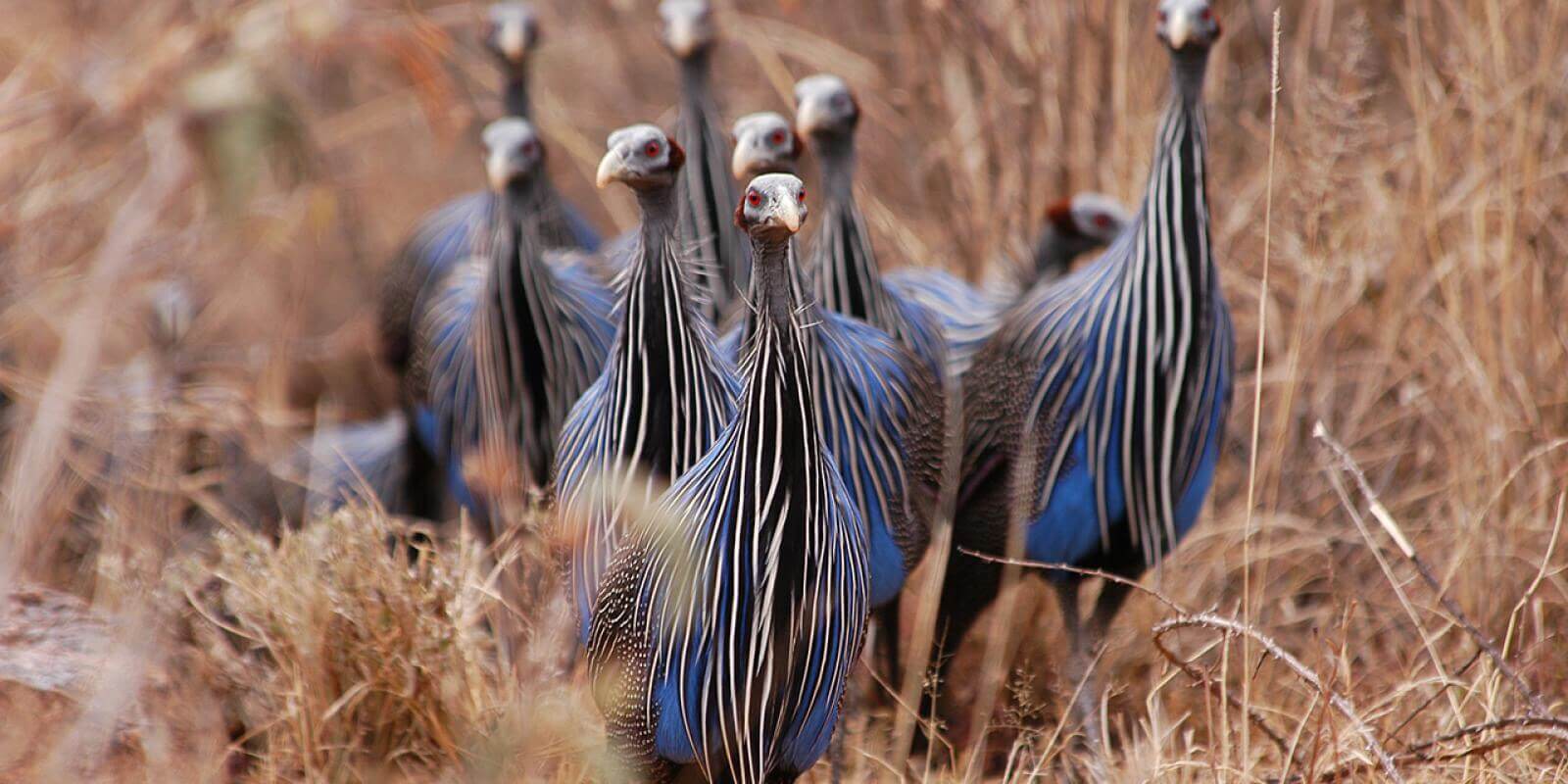 Birds create a multi-layered society despite the tiny brain