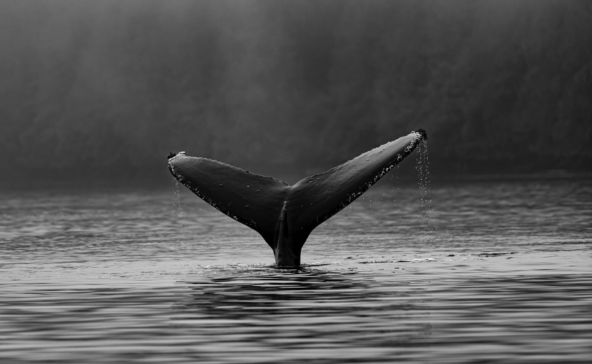 Les baleines peuvent faire face au réchauffement de la planète mieux arbres