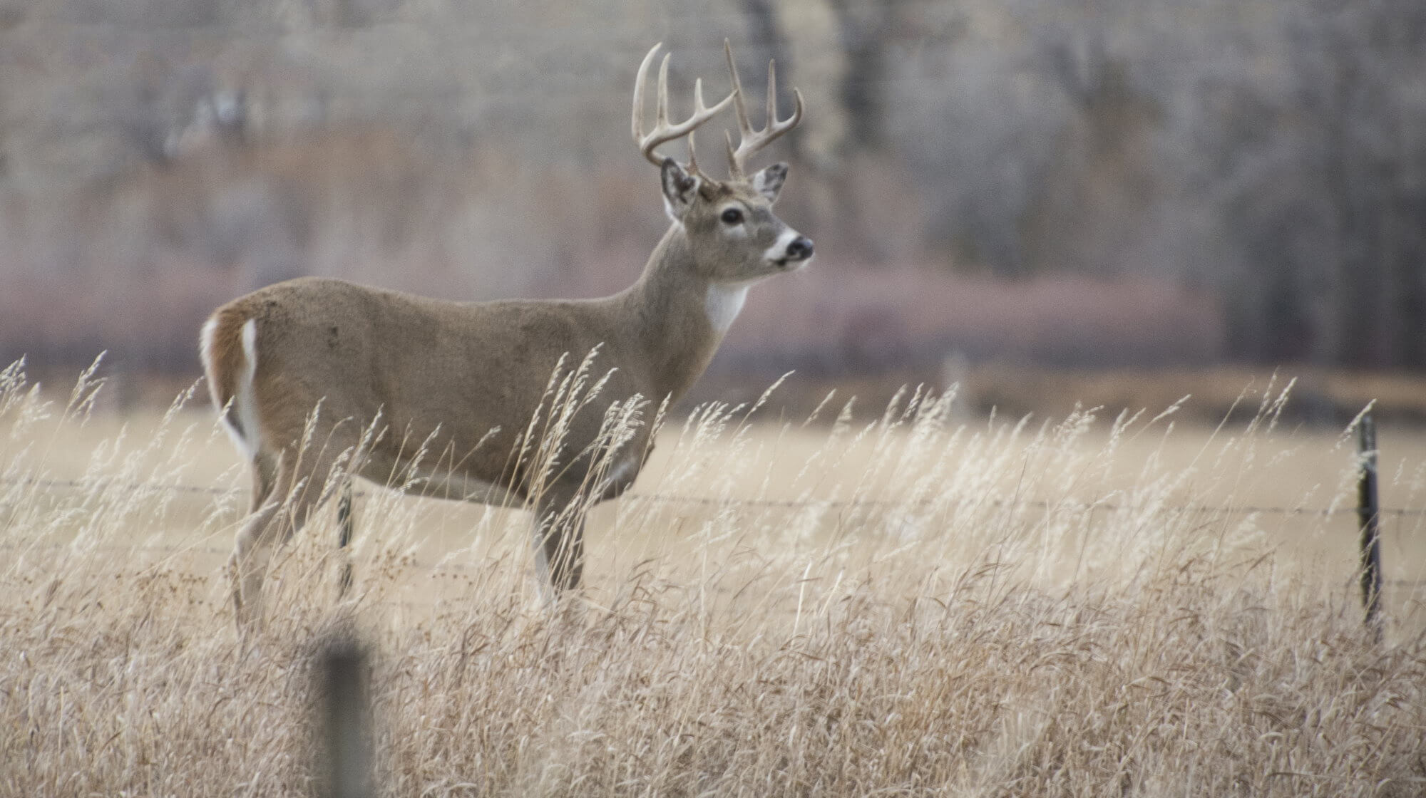 The disease zombie-deer, may have already jumped