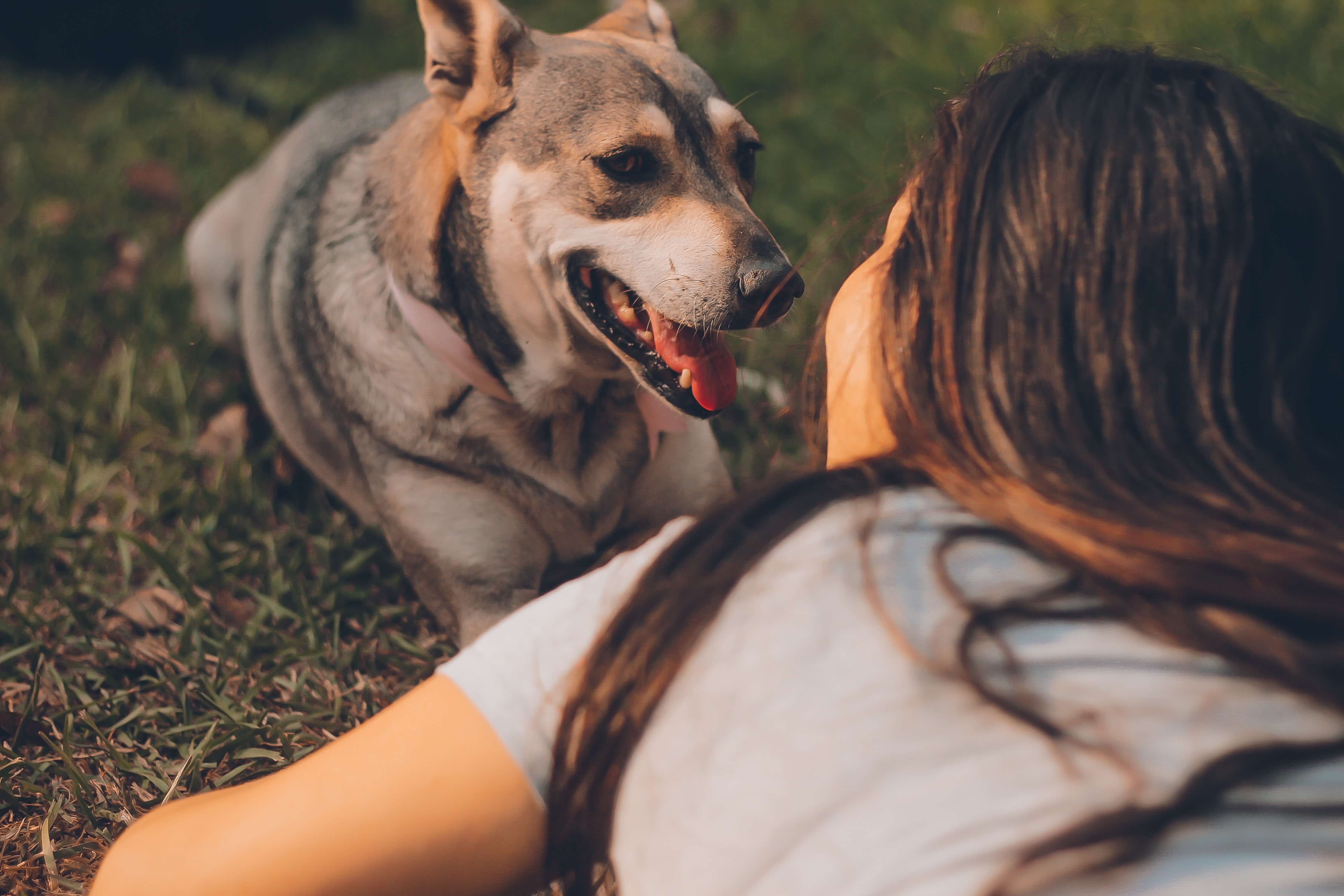 What people better recognize the emotions of dogs?