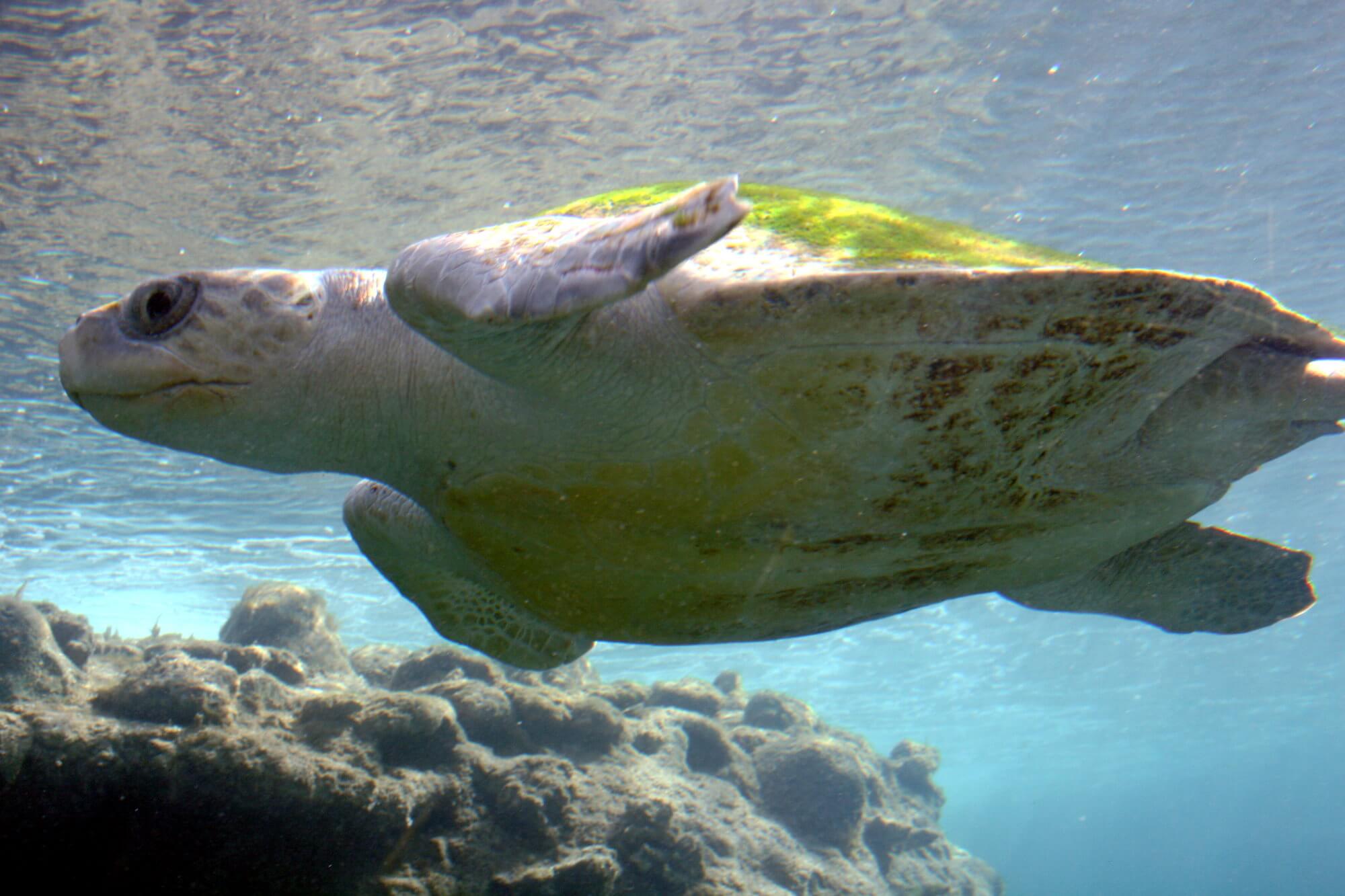 #video | Biologists first saw the biggest sea turtle