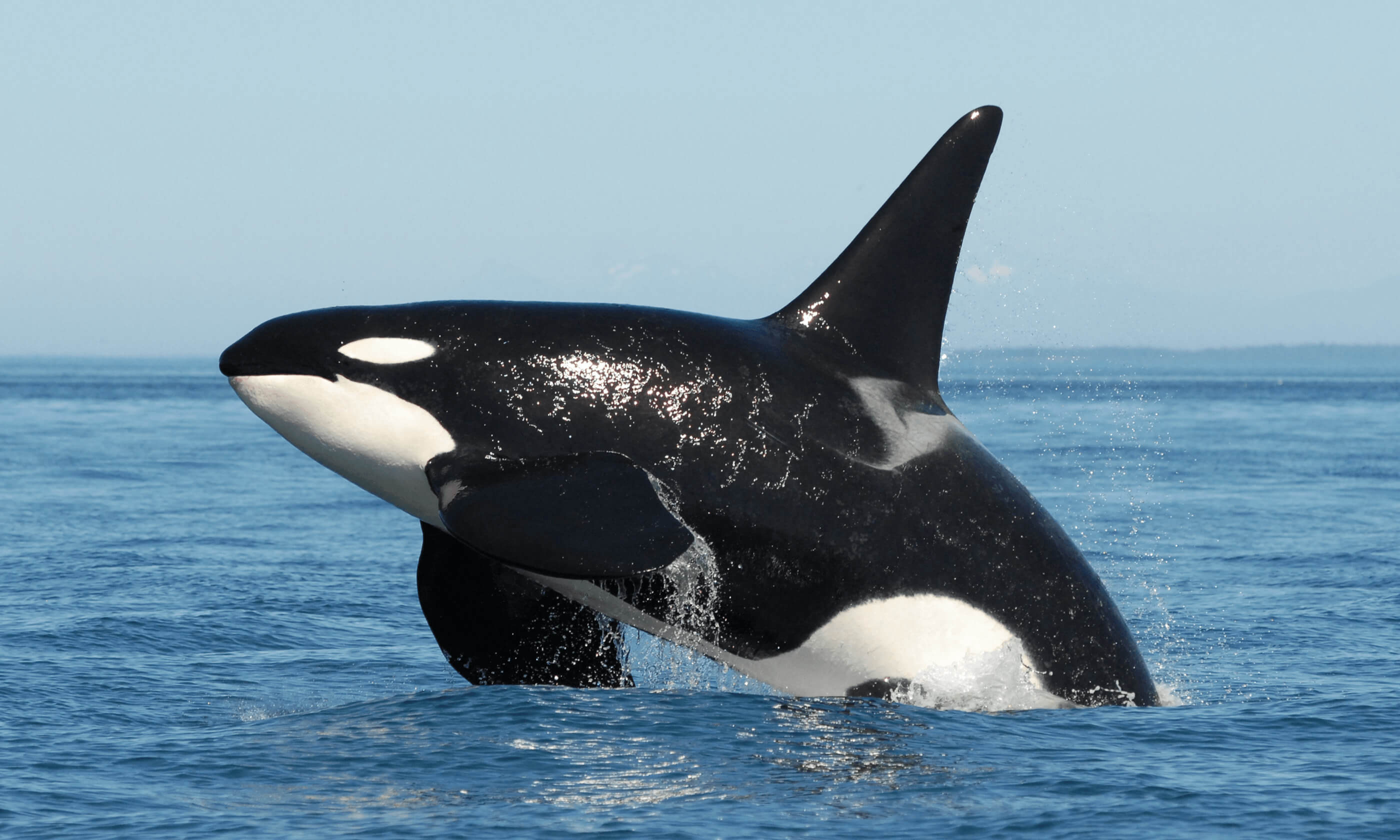 #video | killer Whales started hunting for white sharks