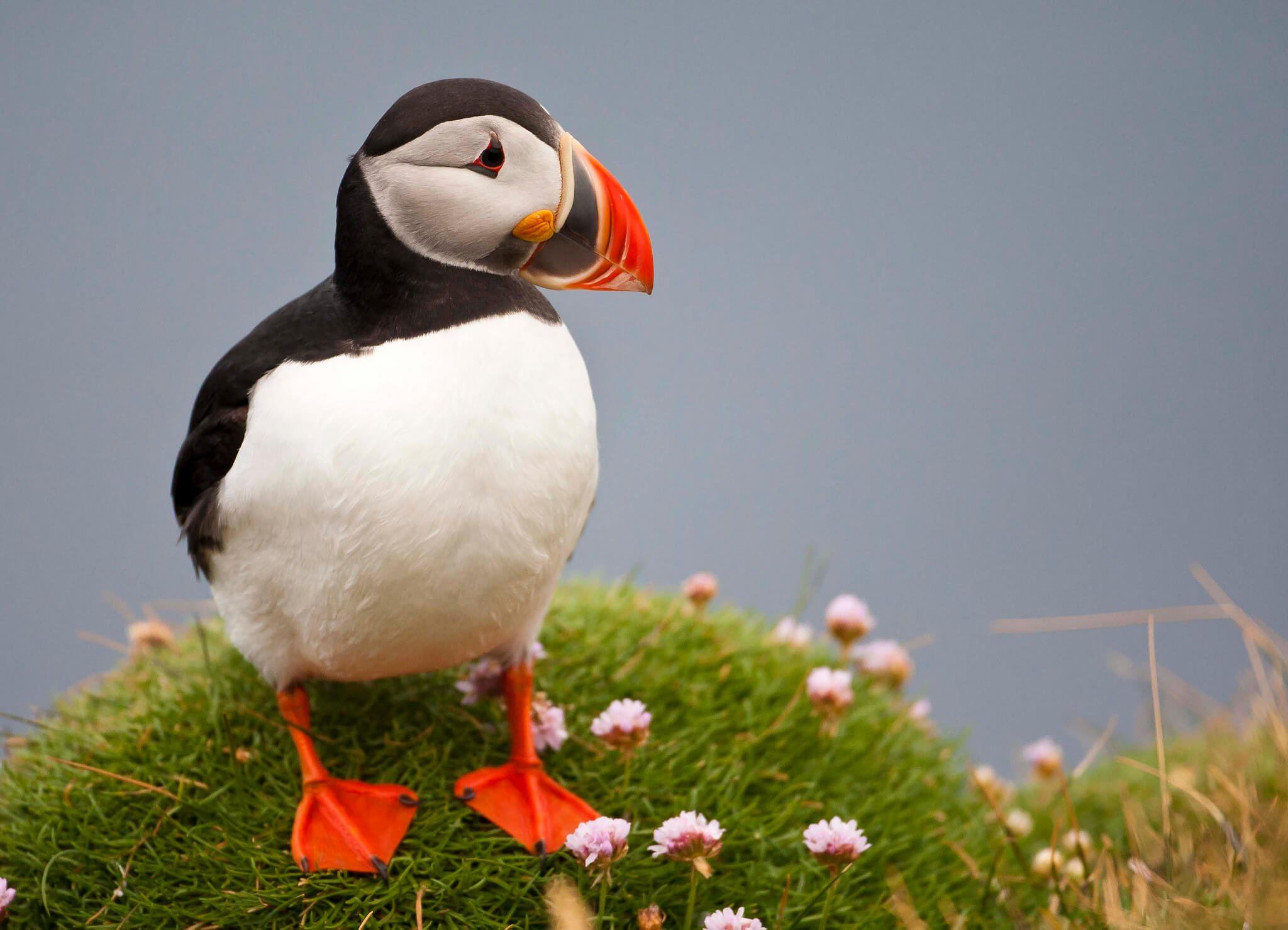 #video | Filmed the first evidence that sea birds are able to use the tools