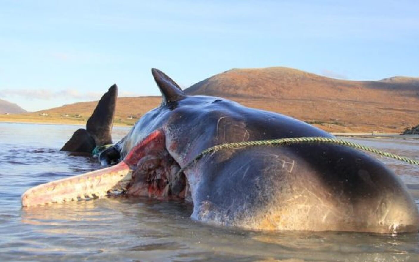 Inside a dead sperm whale found 100 pounds of garbage