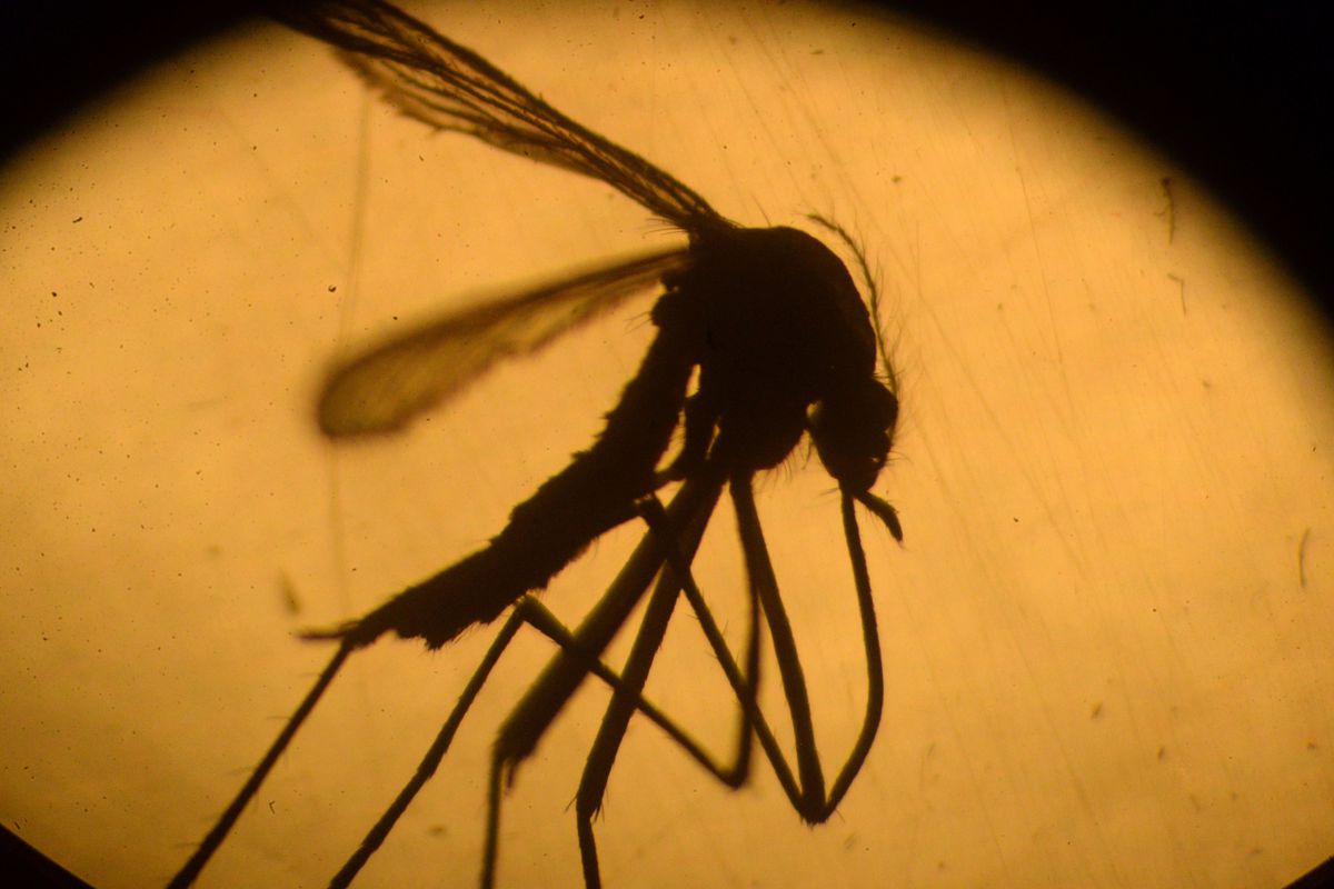 How mosquitoes detect dangerous chemicals and save yourself from death?