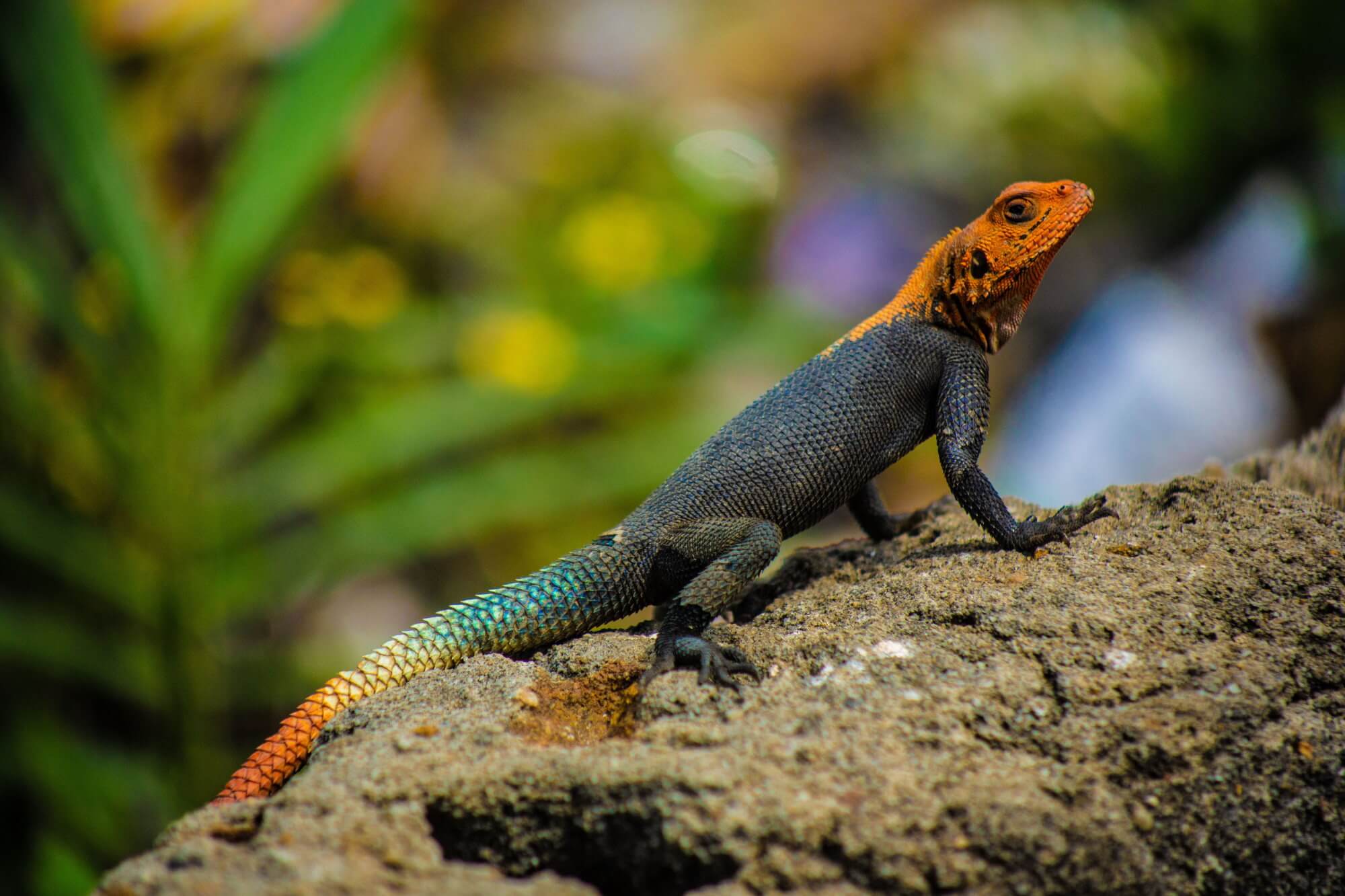 Reptiles see optical illusions the same as humans