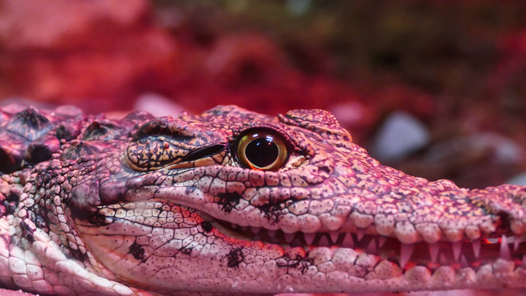 #video | How crocodiles run fast?