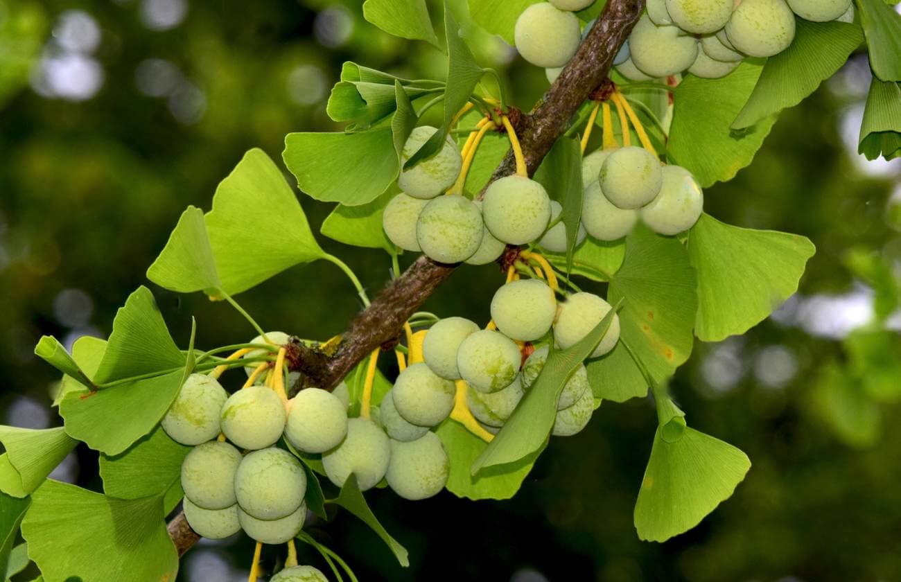 Löst hemligheten bakom Millennium träd Ginkgo