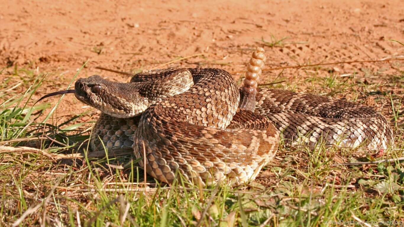 Some types of snakes easily survive in dry deserts. But how do they do it?